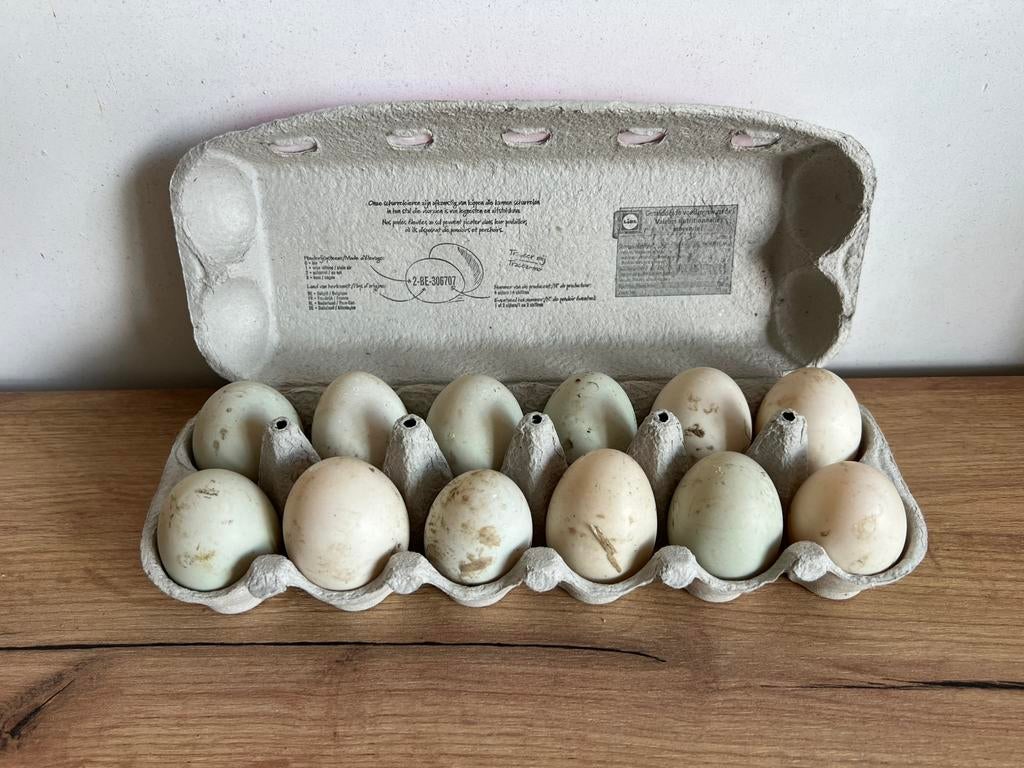 Broed/ eieren loopeenden, Eend