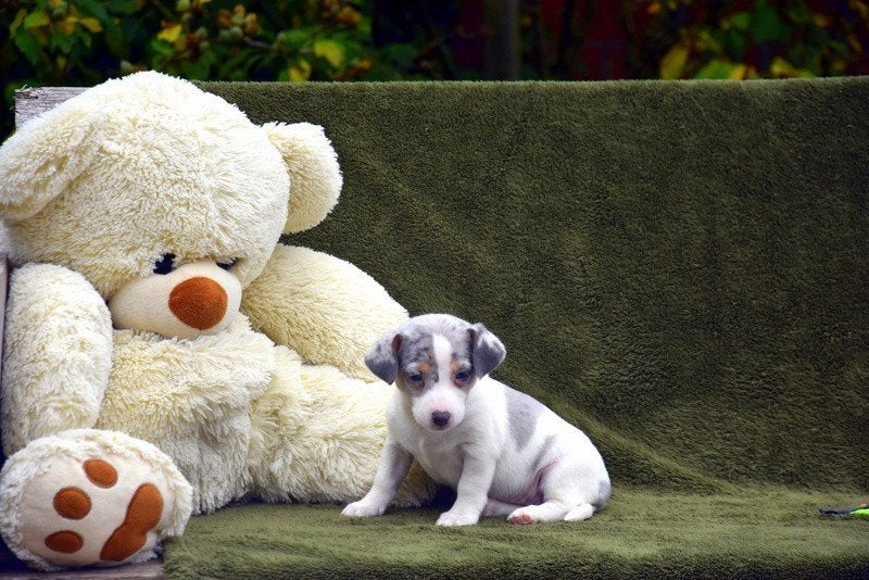 Prachtig Jack Russell pupje, Dieren en Toebehoren, België, Jack Russell Terriër, CDV (hondenziekte), 8 tot 15 weken