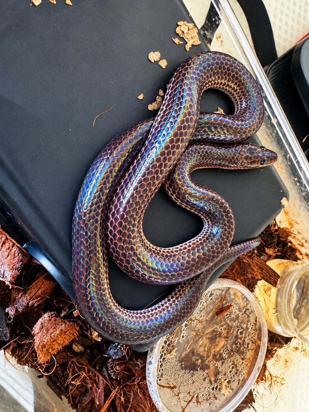 Prachtige regenboogslang – Xenopeltis unicolor, Dieren en Toebehoren, Slang