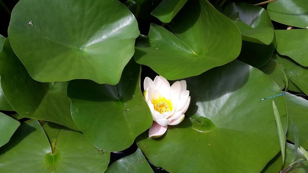 Racine de nénuphar, Jardin & Terrasse, Étangs, Enlèvement, Neuf