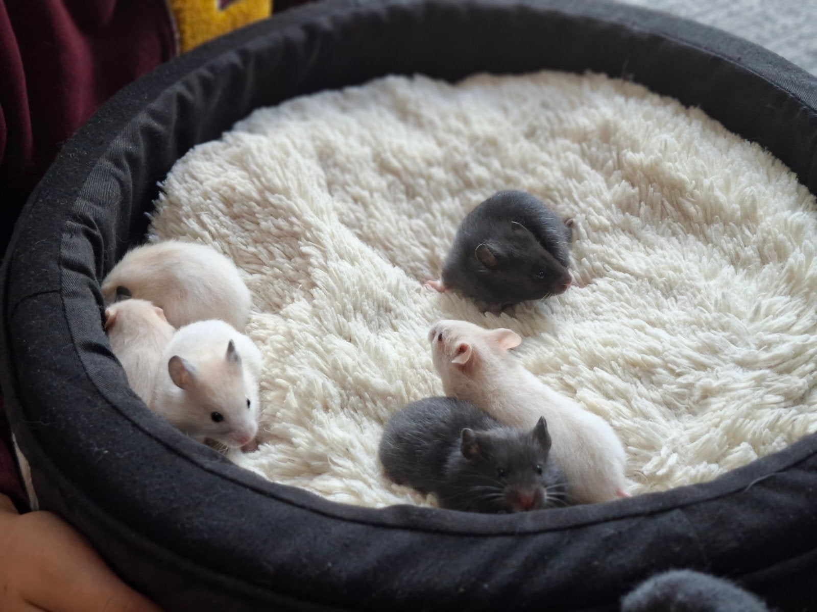 Syrische goudhamstertjes, Animaux & Accessoires, Hamster, Août, Domestique, Sexe inconnu