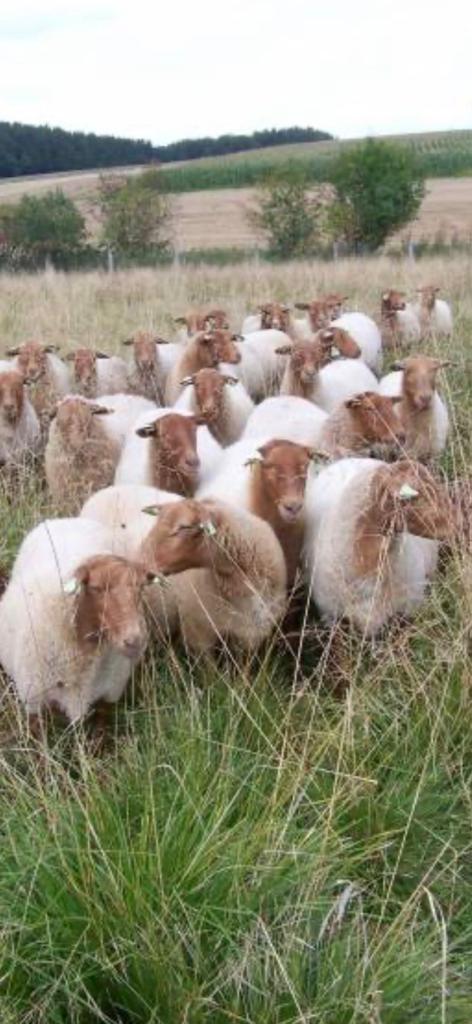 Mouton met rood lamsvlees uit de Ardennen, Schaap