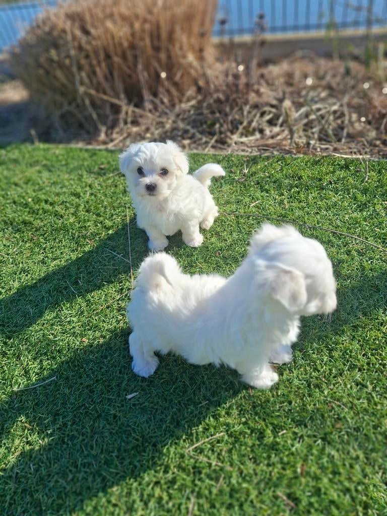 Maltezr pups, Dieren en Toebehoren, Parvo, België, Fokker | Hobbymatig, 8 tot 15 weken