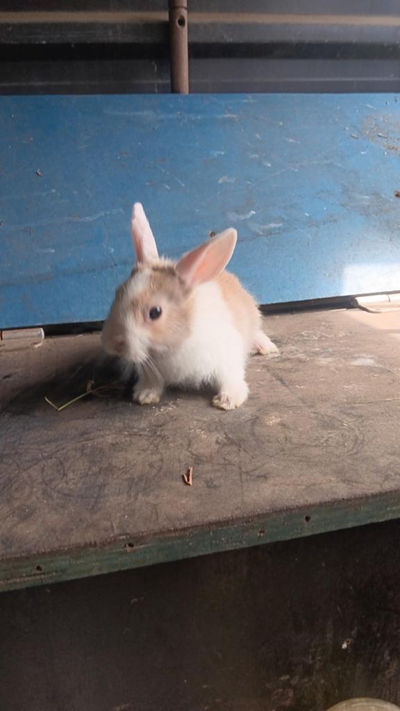 Dwergkonijntjes te koop, Dieren en Toebehoren
