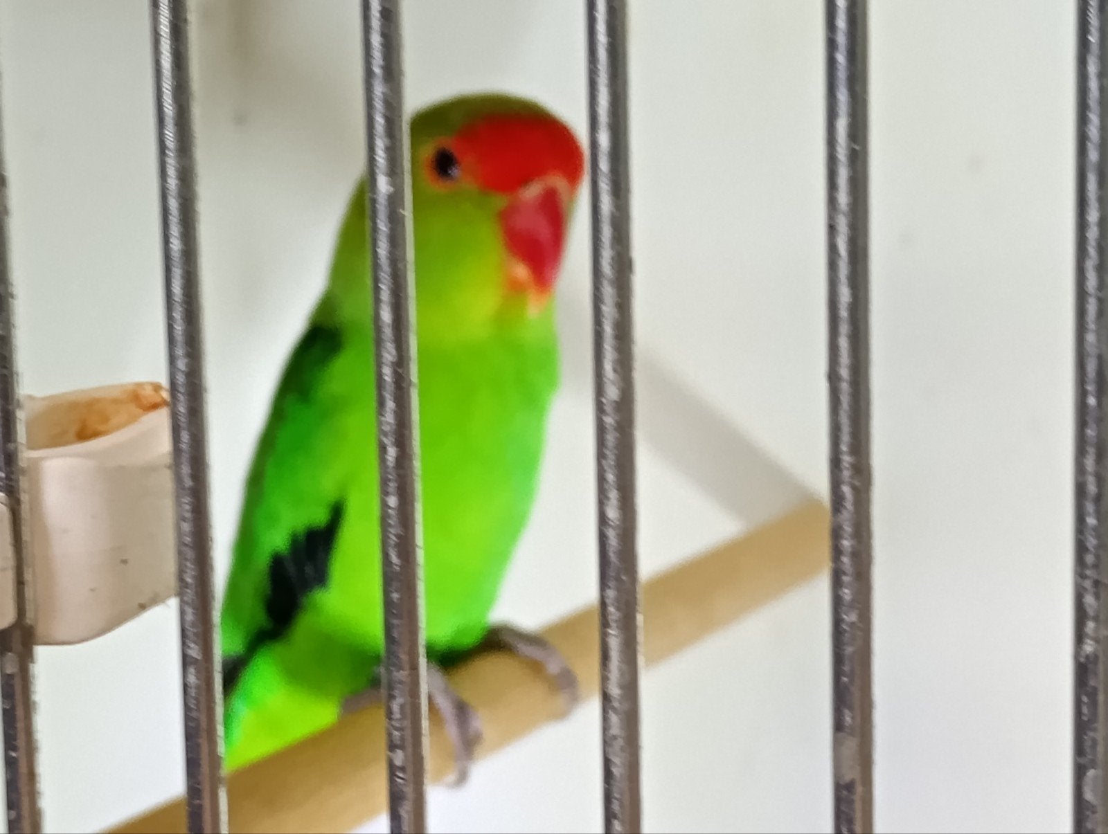 Agapornis taranta, Dieren en Toebehoren, Mannelijk, Tropenvogel, Geringd