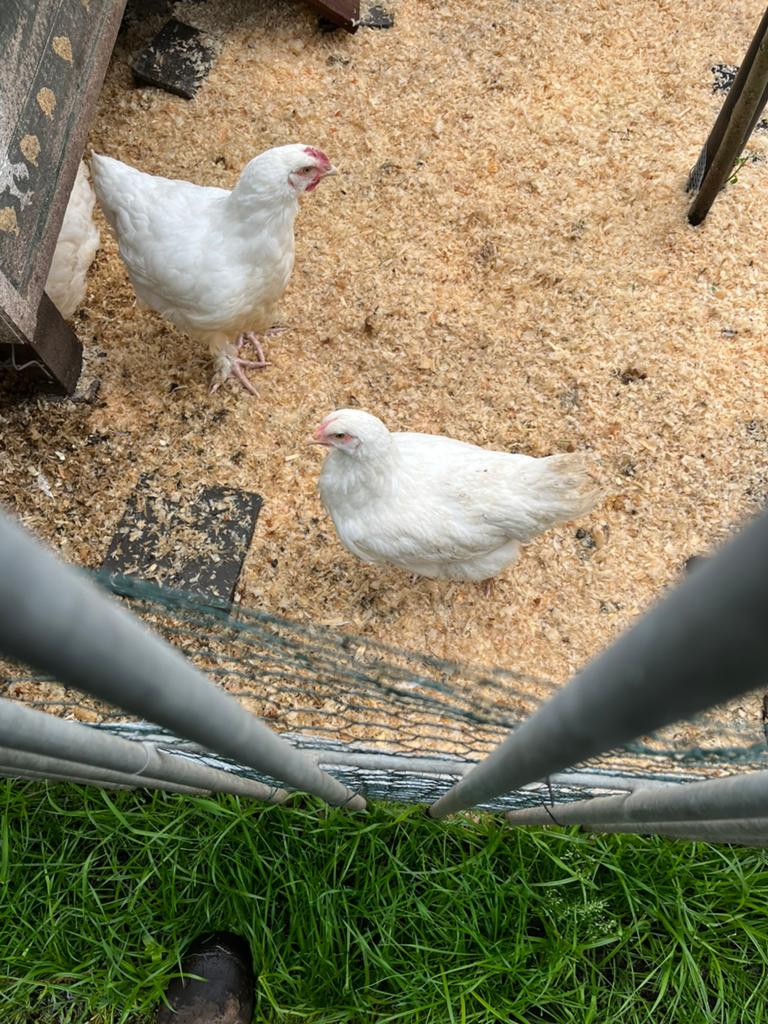 Jonge hennetkes witte mechelse koekoek