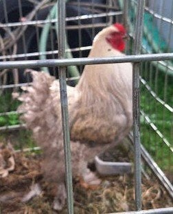 Mooie zilvergrijze brahma haan, Dieren en Toebehoren, Pluimvee