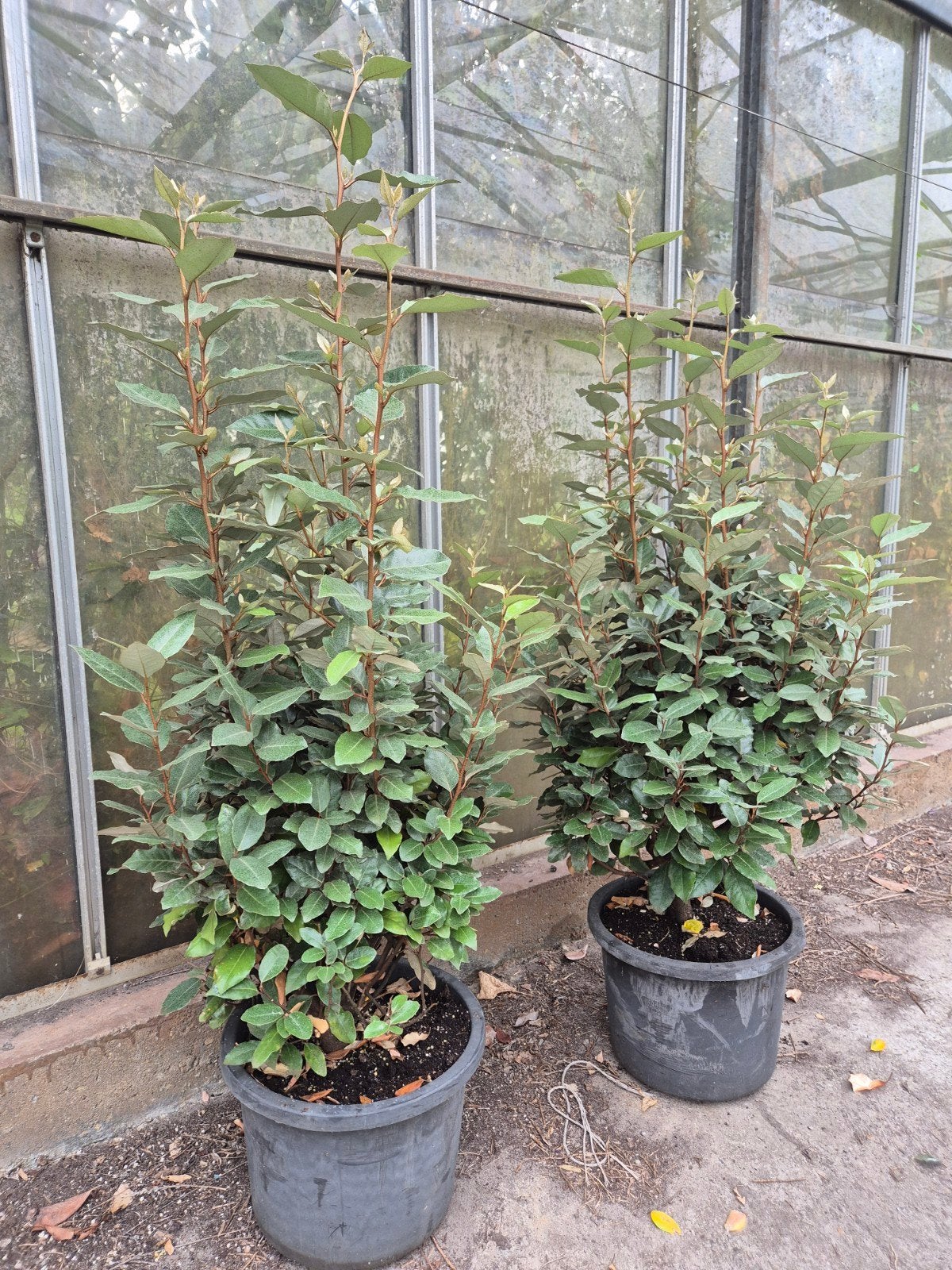 Forse olijfwilg compacta haagplanten 100-120 cm, Tuin en Terras, Planten | Struiken en Hagen, Verzenden, Overige soorten, Haag
