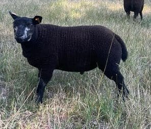 Top ramlam Blauwe Texelaar (Zwoeger-vrij)