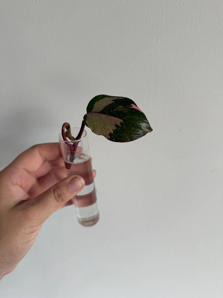Philodendron Pink Princess stekje, Overige soorten, Minder dan 100 cm, Groene kamerplant, Halfschaduw