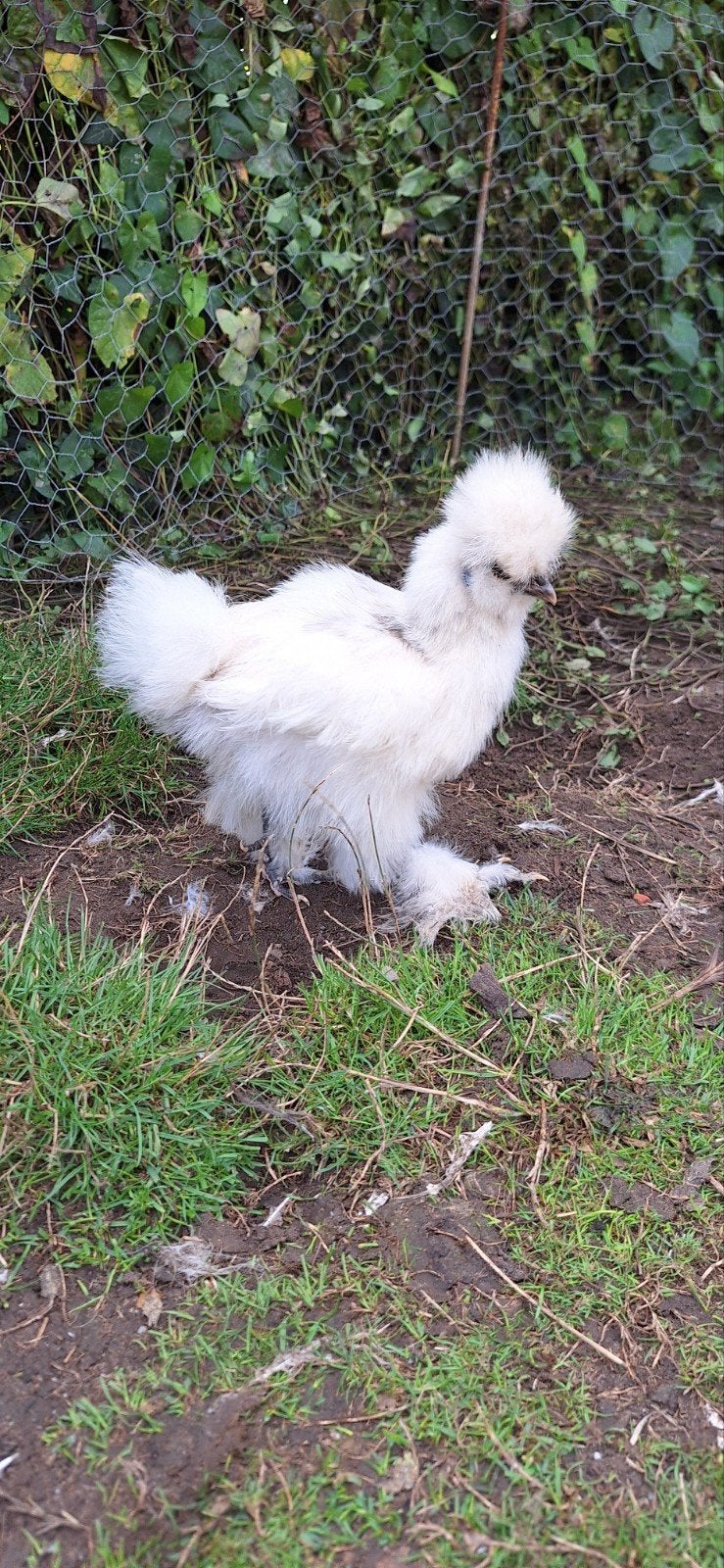 USA zijdehoender haantje, Animaux & Accessoires, Volatiles, Mâle, Poule ou poulet