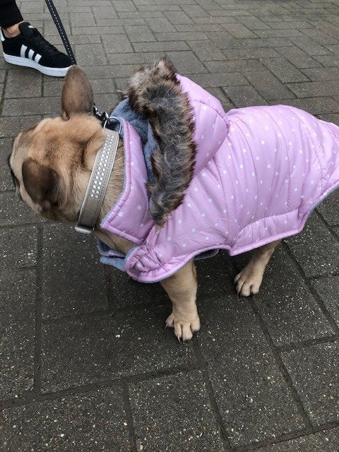 Hondenjas kleine hond roos met witte stippen, Animaux & Accessoires, Vêtements pour chiens, Enlèvement ou Envoi, S, Utilisé, Imperméable