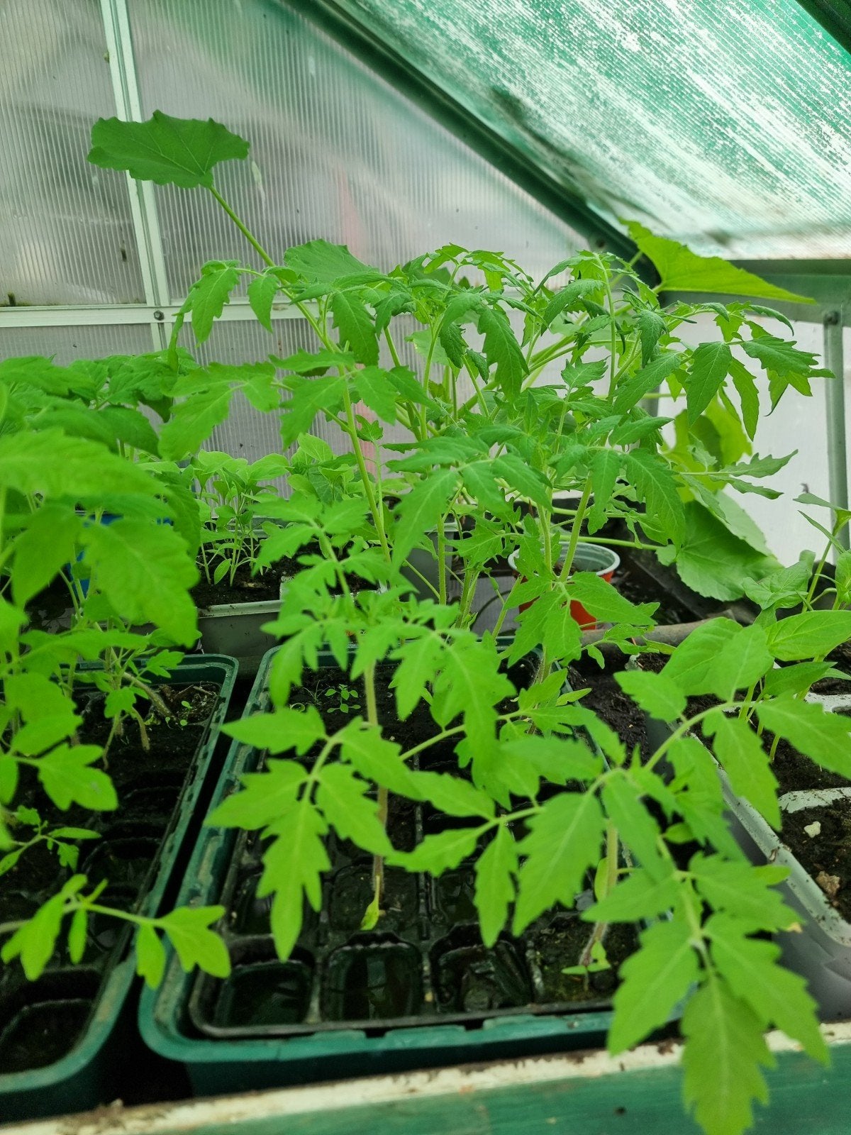 Plants de légumes 1€ pièce, Jardin & Terrasse, Enlèvement