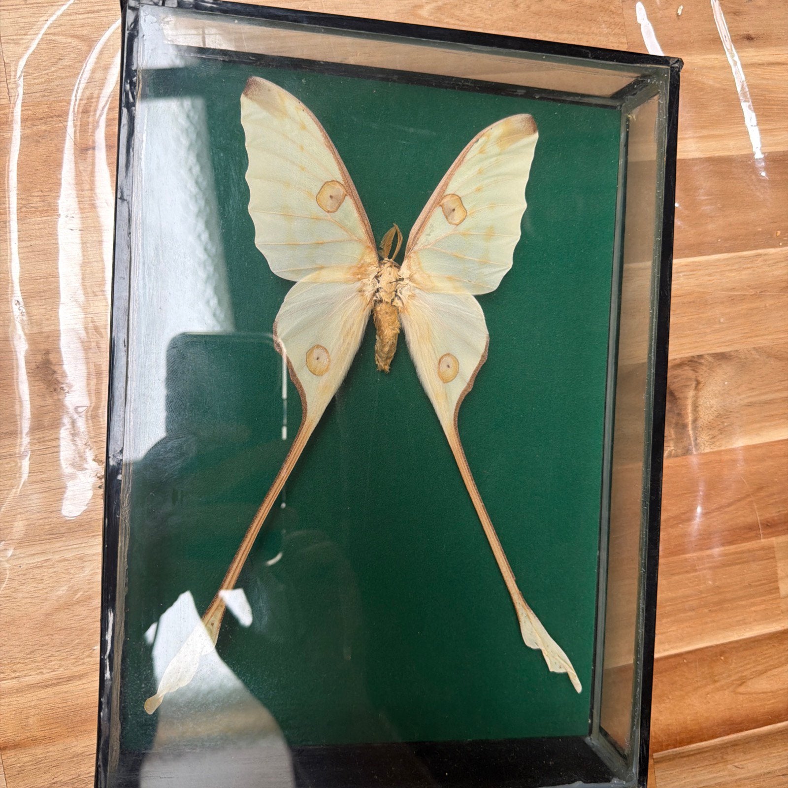 Papillon comete madagascar entomologie, Antiquités & Art, Enlèvement ou Envoi