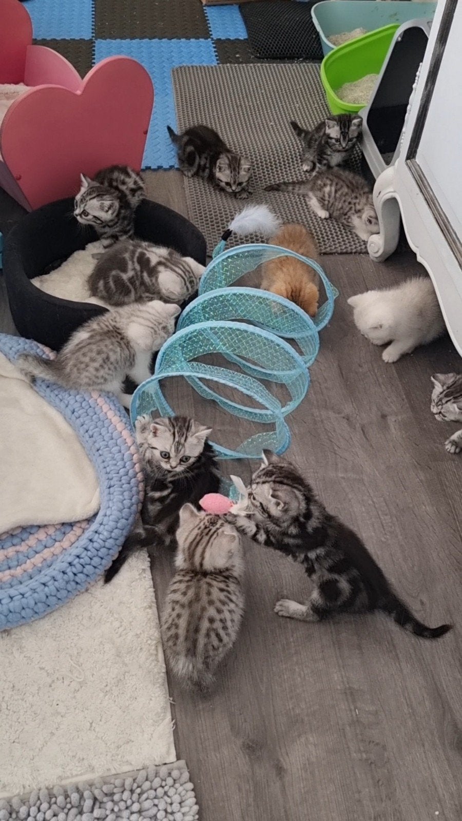 Brits korthaar kittens met stamboom, Meerdere dieren, Met stamboom, 0 tot 2 jaar