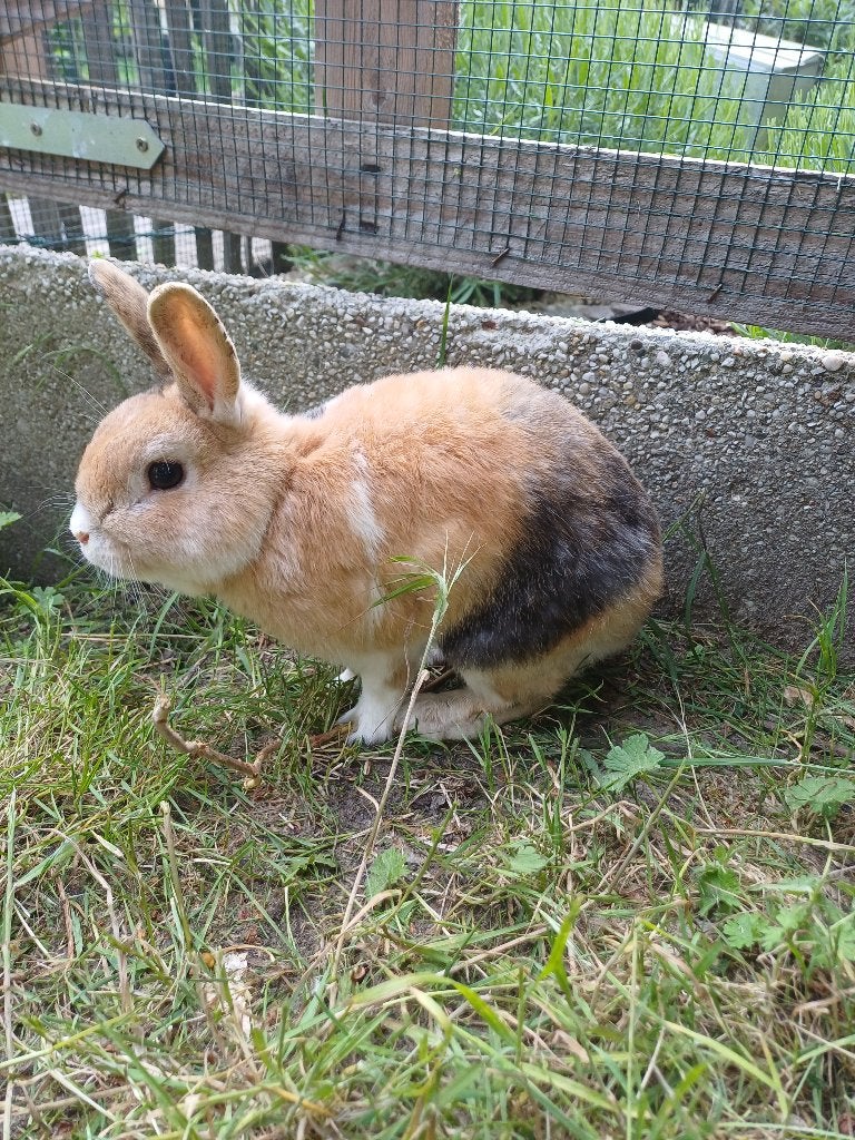 Konijntje te koop, Dieren en Toebehoren, Konijnen, Mannelijk, Klein, 3 tot 5 jaar