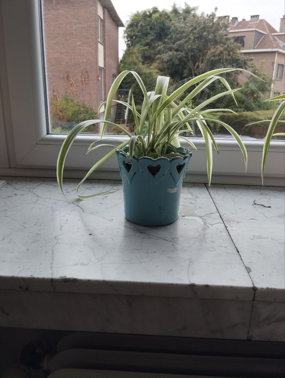 Plante araignée, Jardin & Terrasse, Enlèvement
