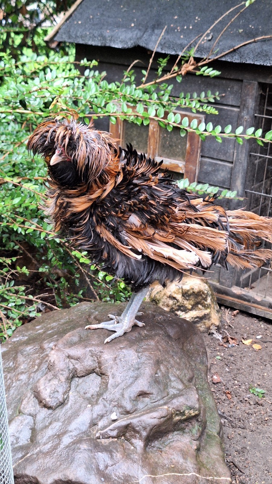 goudzwarte krulveer Padua haan, Mâle, Poule ou poulet