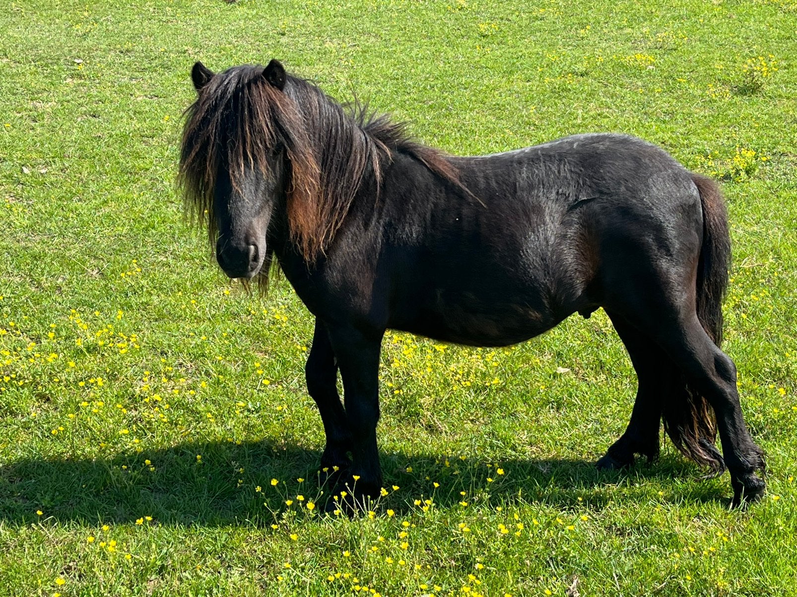 Minipaardje