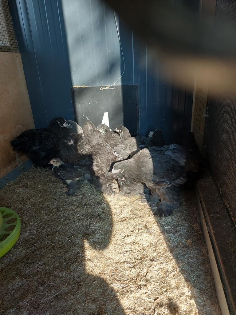 Brahma  kuikens  zwarte en blauwe, Dieren en Toebehoren, Pluimvee