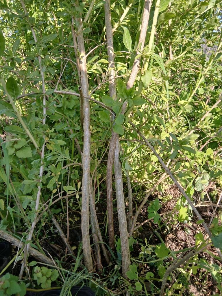Gojibes struiken, Tuin en Terras, Planten | Tuinplanten, Ophalen