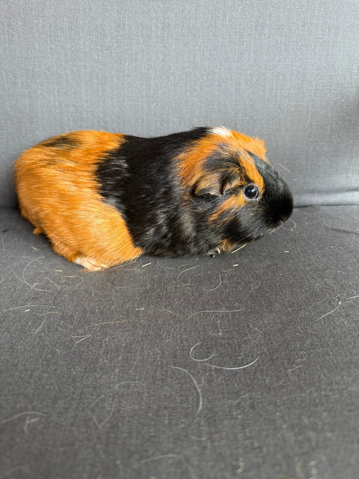 Zeugje, Dieren en Toebehoren, Cavia, Juli, Vrouwelijk, Tam