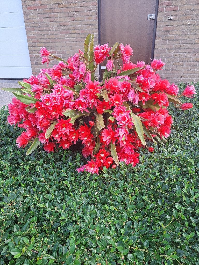 Mooie Disocactus ackermannii, Maison & Meubles, Plante à fleurs, Moins de 100 cm, Enlèvement, Cactus