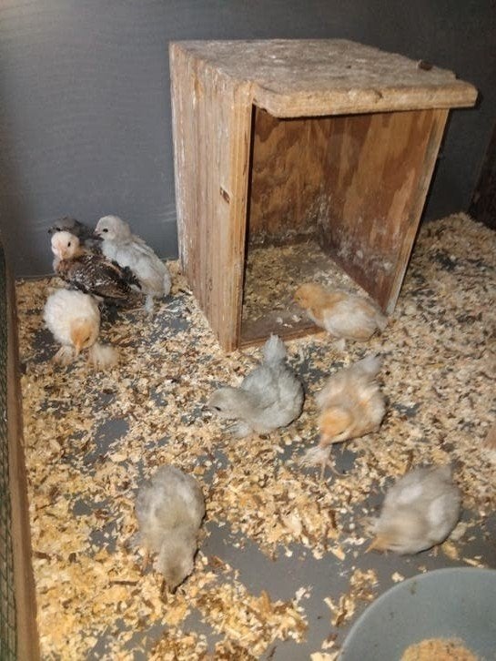 Bantams barbus au poulet, Animaux & Accessoires, Oiseaux | Pigeons