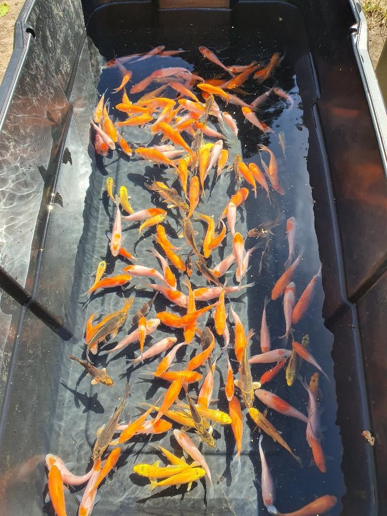 KOI TE KOOP – MOOIE MIX - Laatste stuks!, Karper of Koi