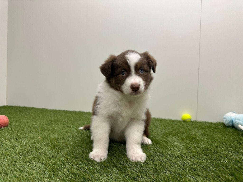 Nestje Australische Herder pups, Parvo, België, Reu, 8 tot 15 weken