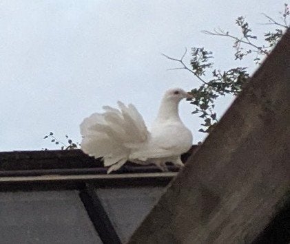 witte pauwstaart (trouwduif), Dieren en Toebehoren