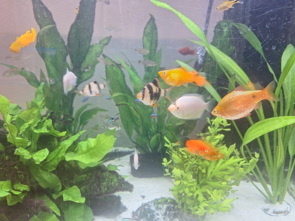 Poissons d'eau douce à donner, Animaux & Accessoires, Poisson, Poisson d'eau douce