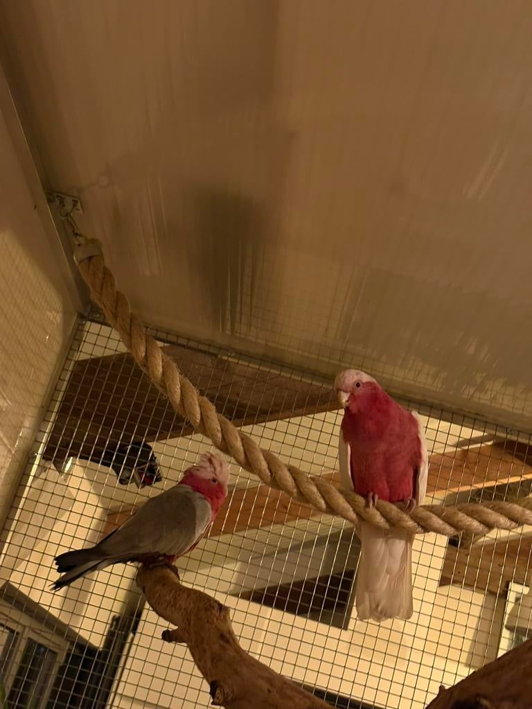 Rose kaketoe, Dieren en Toebehoren, Vogels | Overige Vogels