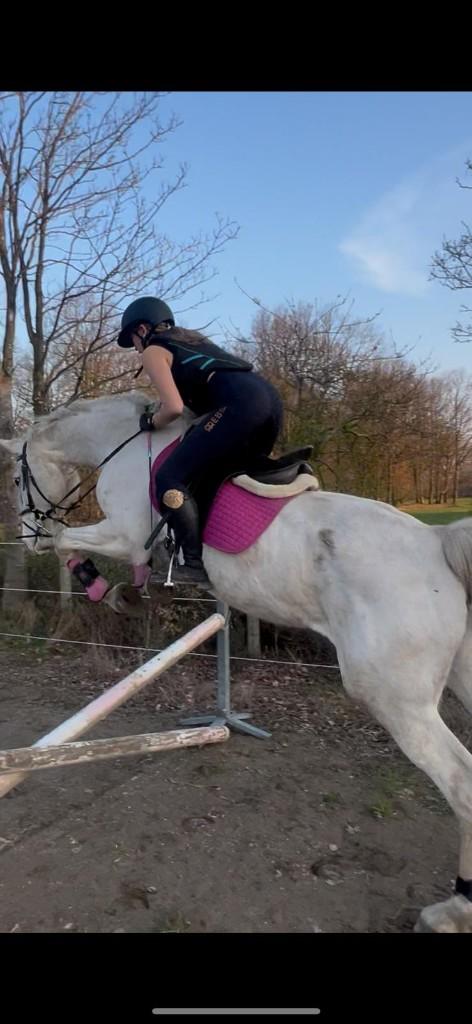 Zangersheide merrie, Dieren en Toebehoren, Paarden, Merrie, Springpaard, Met stamboom, Zadelmak