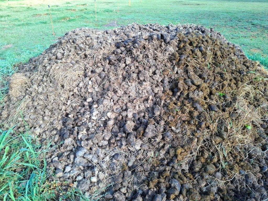 paardenmest, Ophalen, Mest
