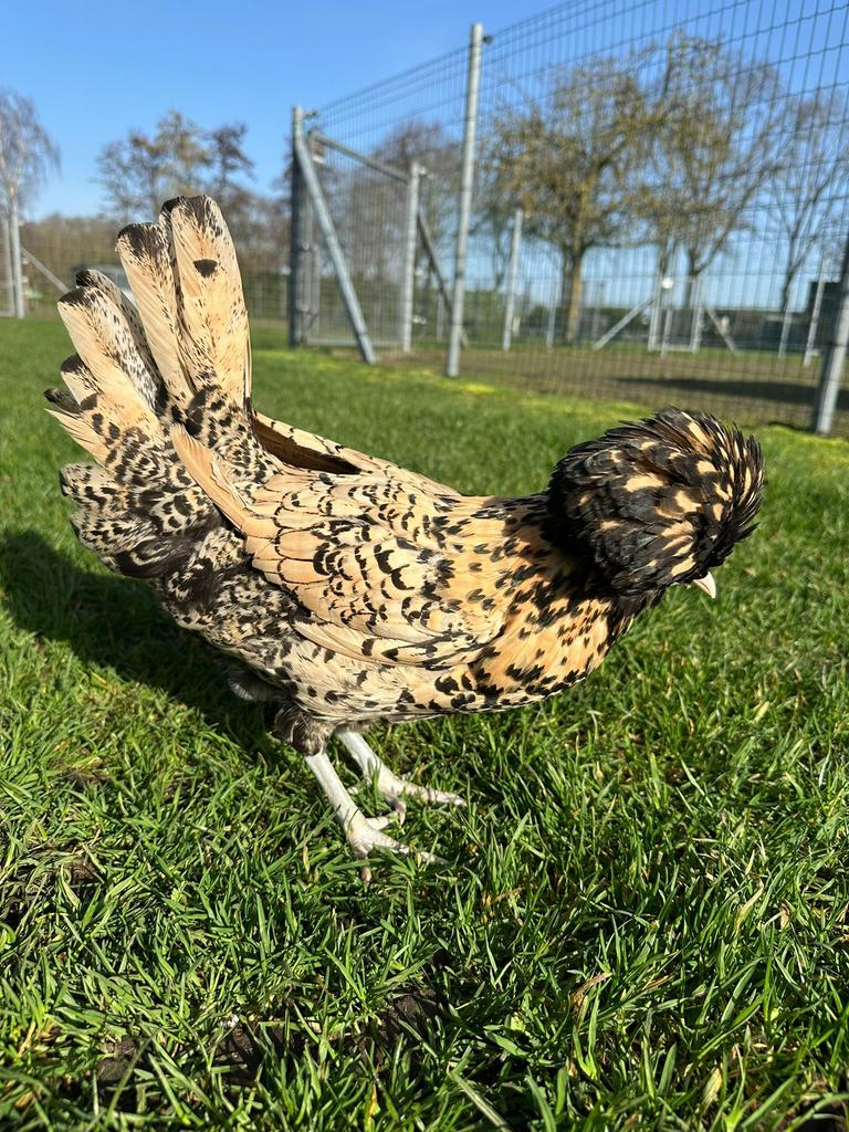 Sierkippen paduwa, hol witkuif, Dieren en Toebehoren, Pluimvee, Meerdere dieren, Kip