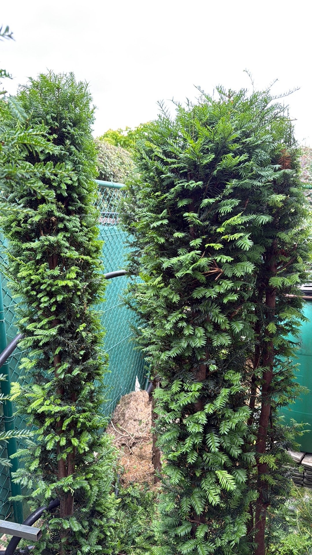 taxus, Ophalen, Taxus