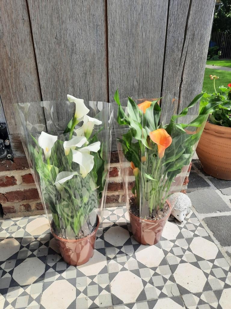 Calla voor binnen of buiten, Tuin en Terras, Planten | Tuinplanten, Ophalen