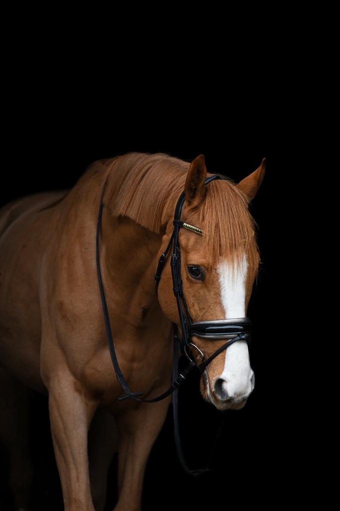 Lieve 8-jarige ruin op zoek naar een nieuw 5 sterren huisje, Dieren en Toebehoren, Met stamboom, Ruin, 7 tot 10 jaar, 160 tot 165 cm