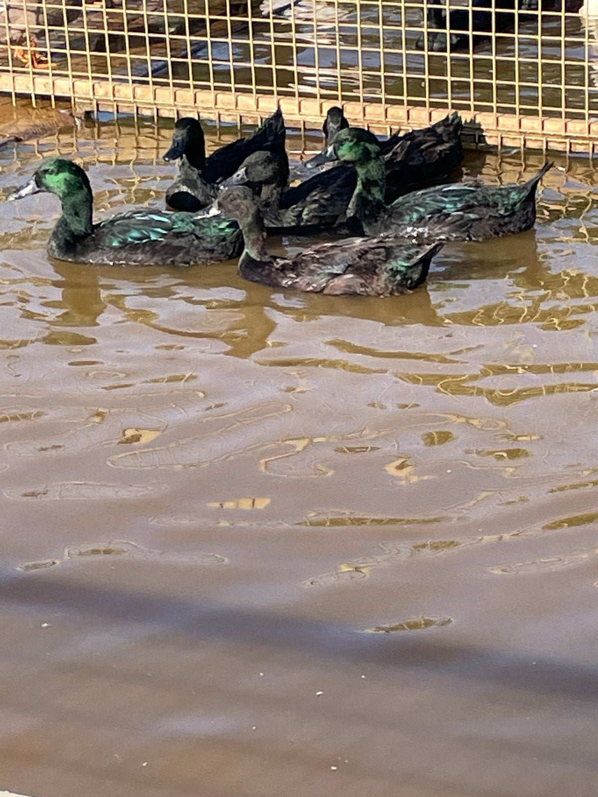 Cayuga eenden, Plusieurs animaux, Canard
