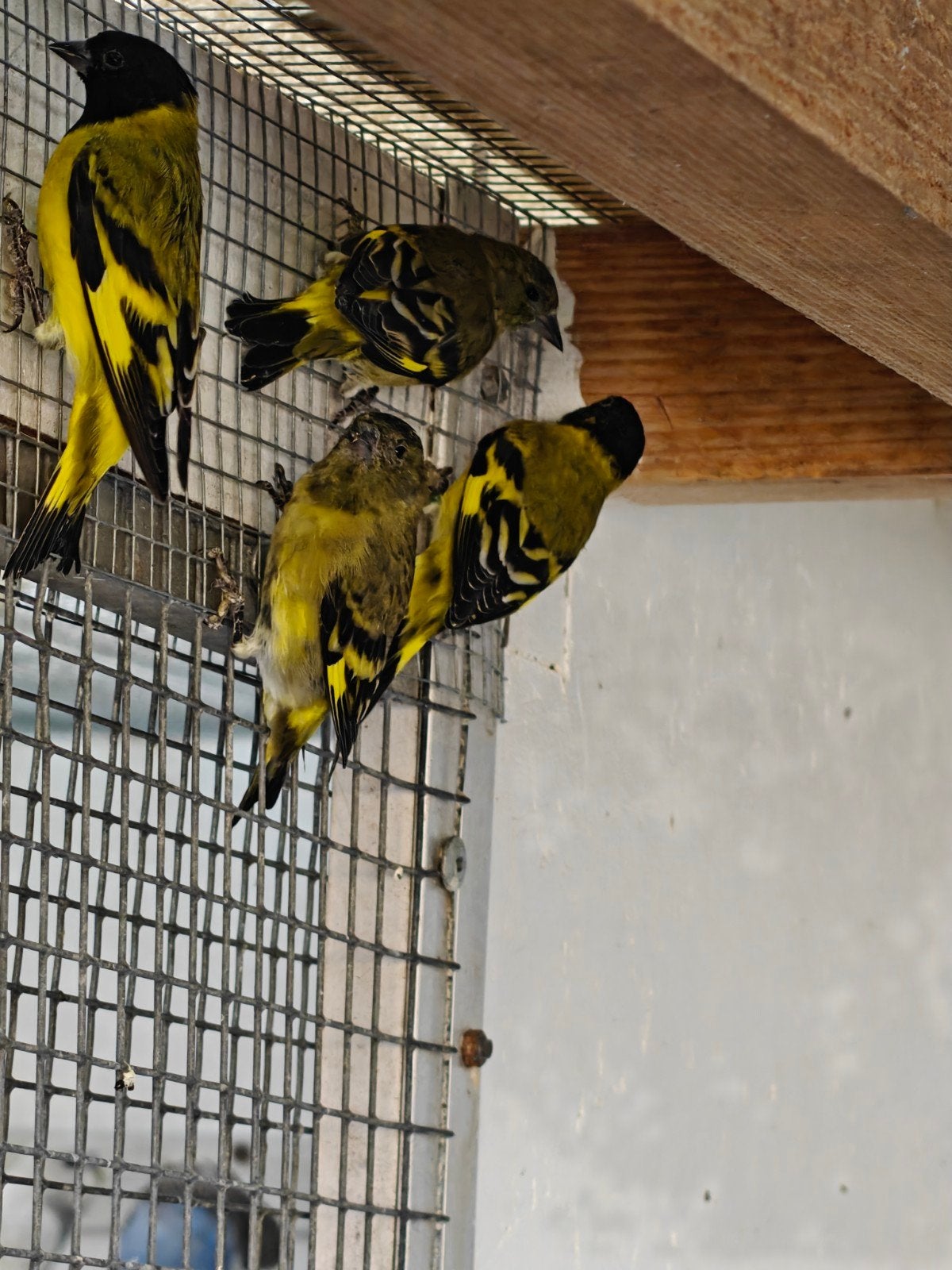 zwartkopsijzen 2026 koppels, Plusieurs animaux