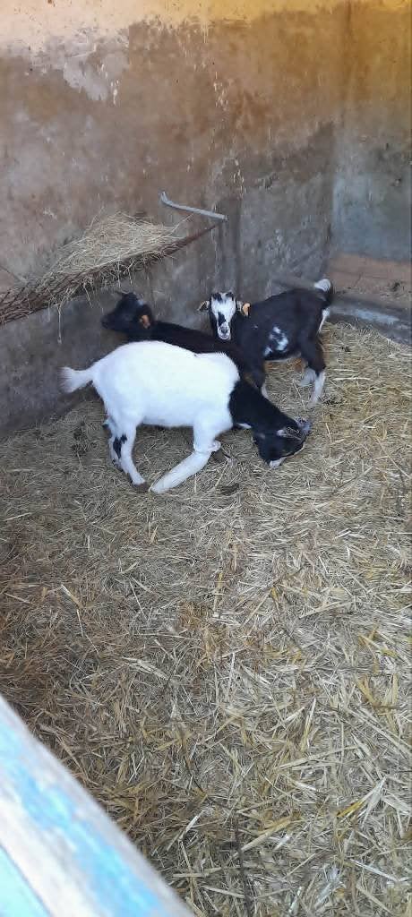 "Super tam dwerggeitje", Animaux & Accessoires, Chèvre, 0 à 2 ans