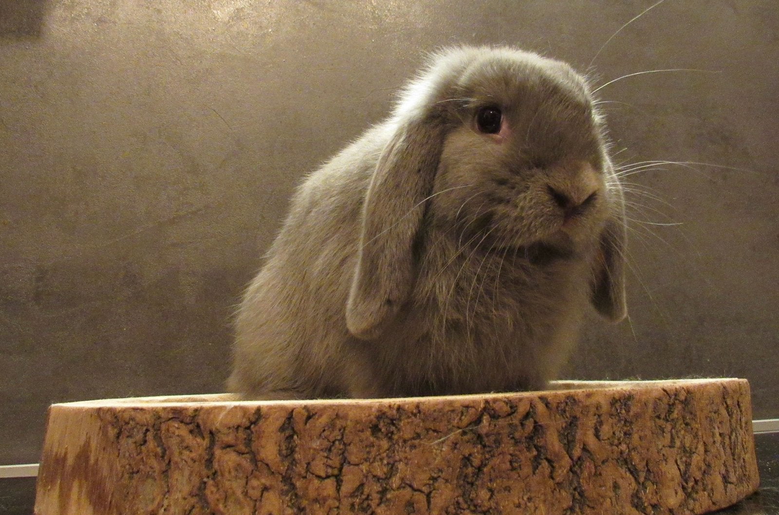 I Minilop, Femelle, Nain, Oreilles tombantes, 0 à 2 ans