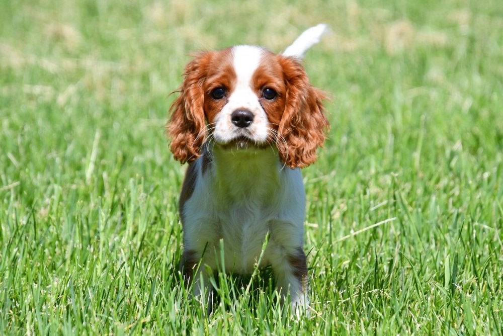 Cavalier King Charles pups te koop, 15 weken tot 1 jaar, Buitenland, Parvo, Meerdere