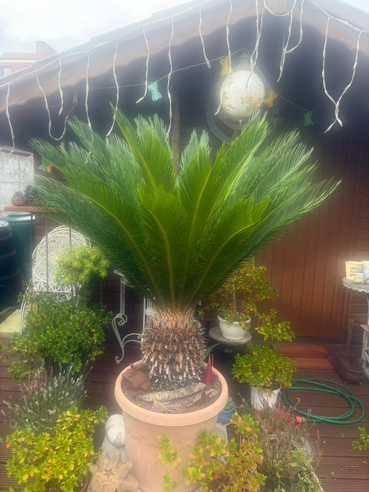 Pracht van een Cycas, Tuin en Terras, Ophalen