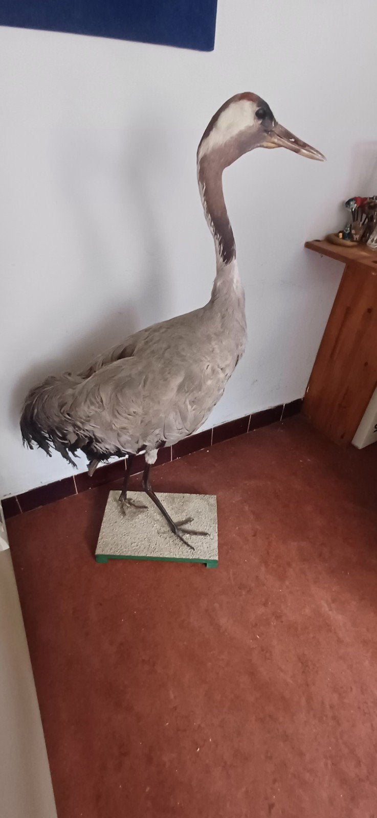 Opgezet kraanvogel, Verzamelen, Dierenverzamelingen, Ophalen, Zo goed als nieuw, Vogel, Opgezet dier