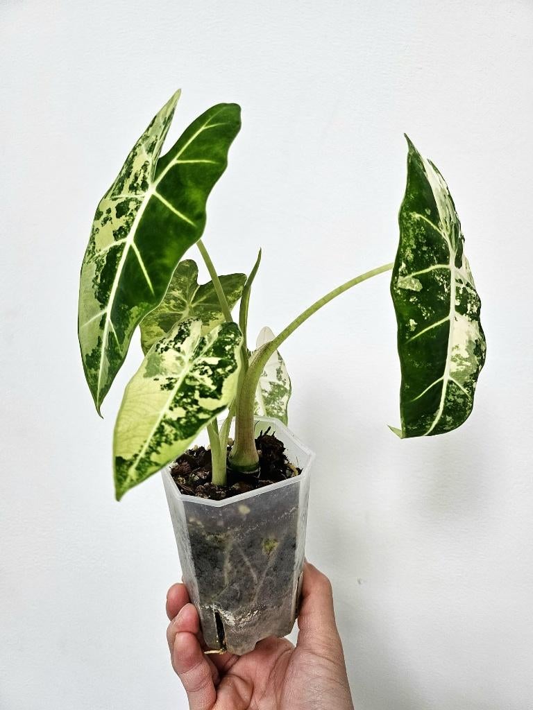Alocasia Frydek variegata, Autres espèces, En pot, Enlèvement ou Envoi, Moins de 100 cm