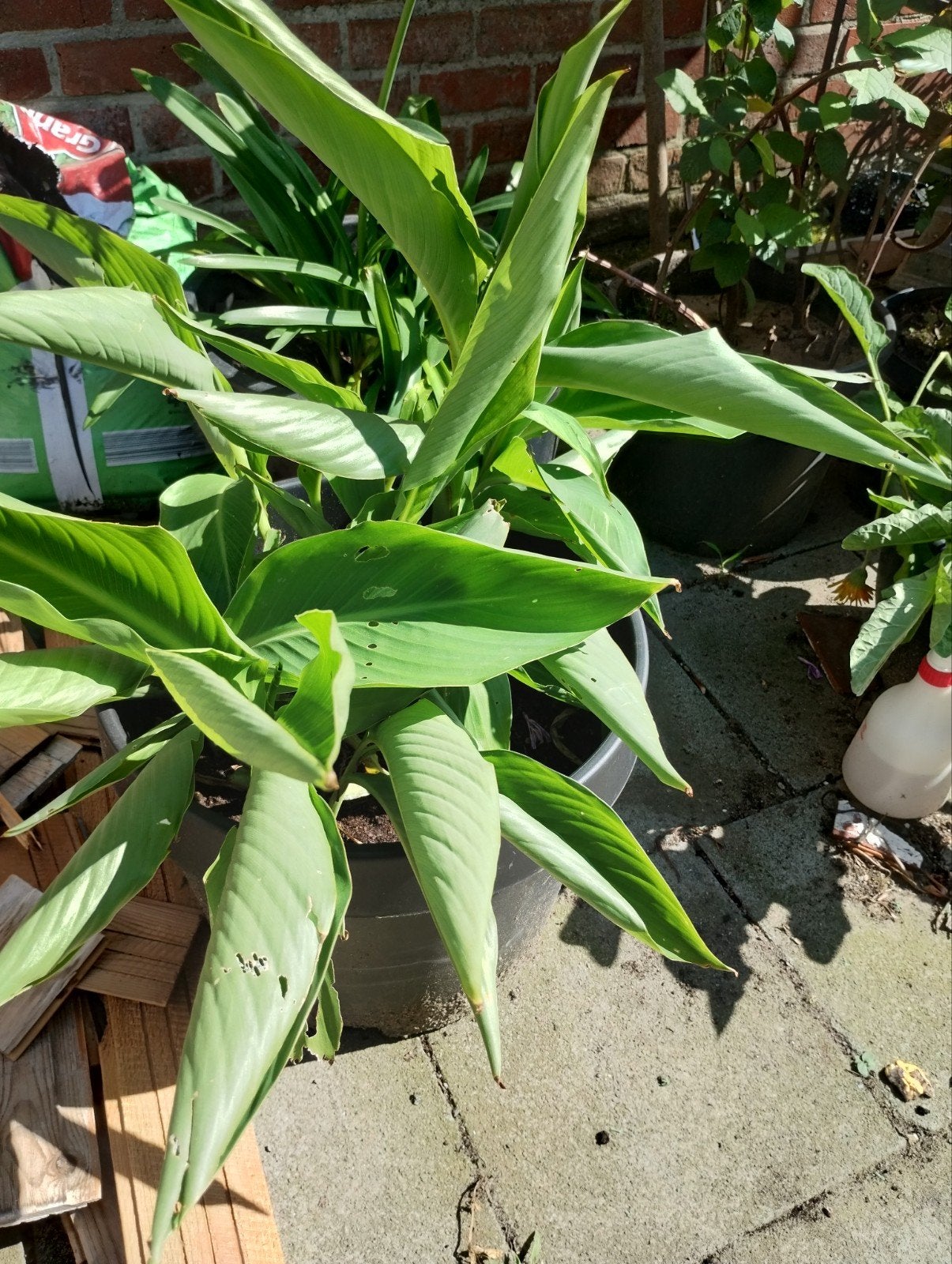 Cannas en hortensia, Ophalen