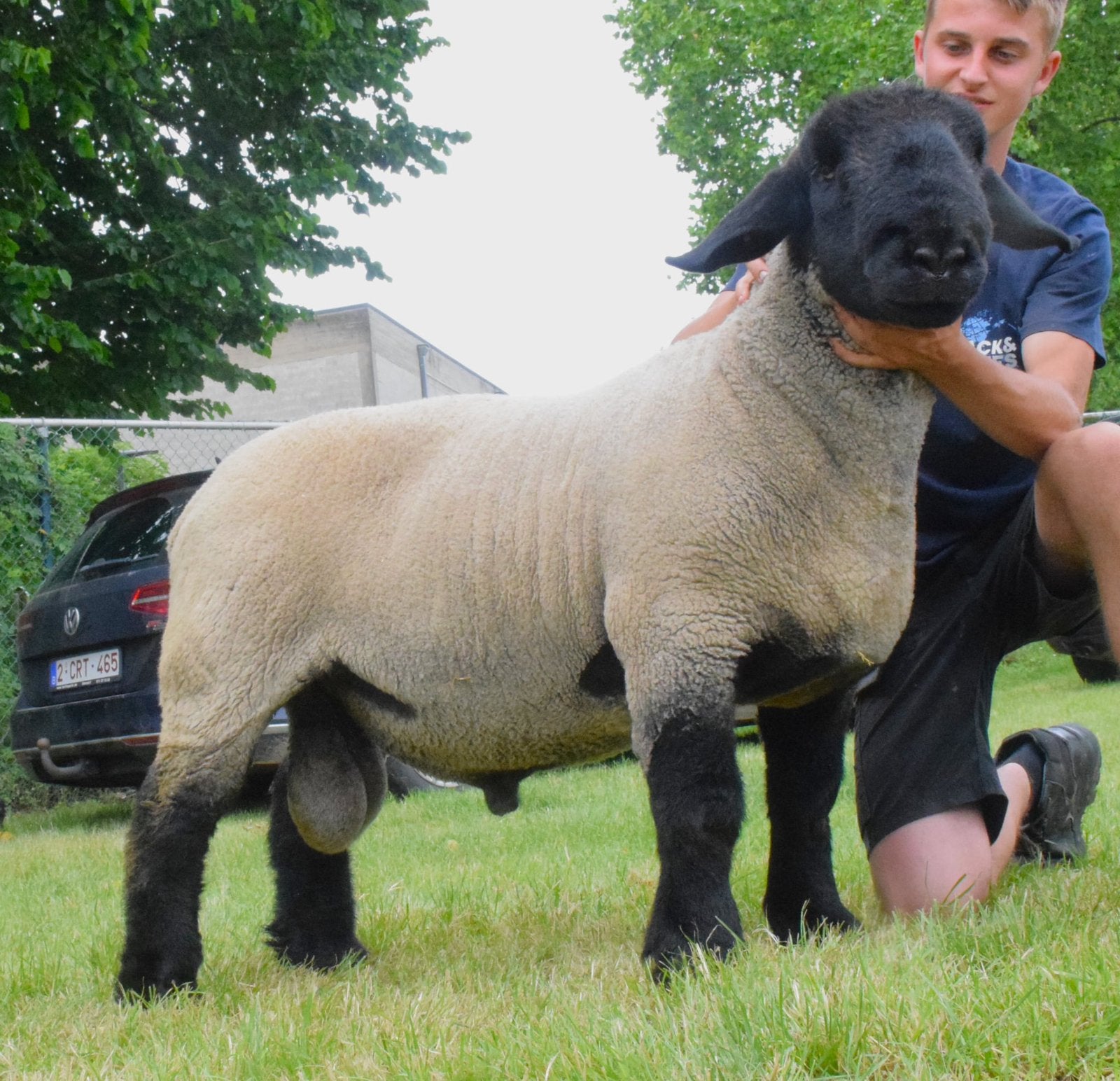 Suffolk  jaarling ram te koop, Mannelijk, Schaap, 0 tot 2 jaar