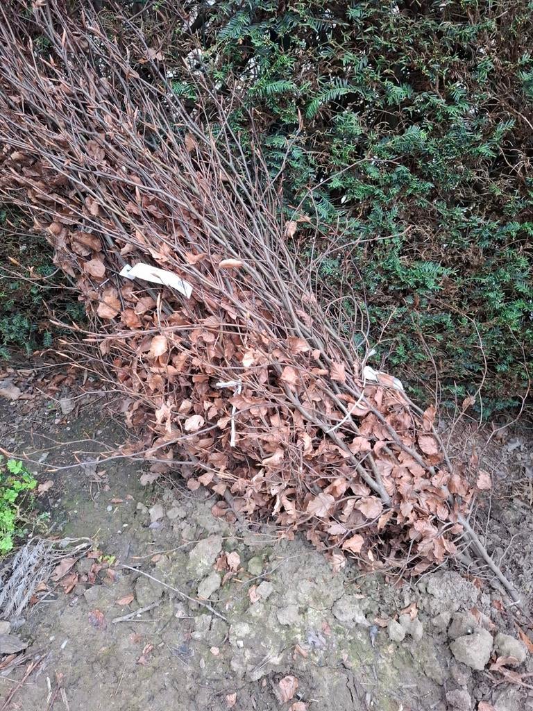 Beukplanten, Tuin en Terras, Ophalen of Verzenden, Winter